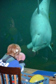 Dolfijnentherapie van de stichting SAM